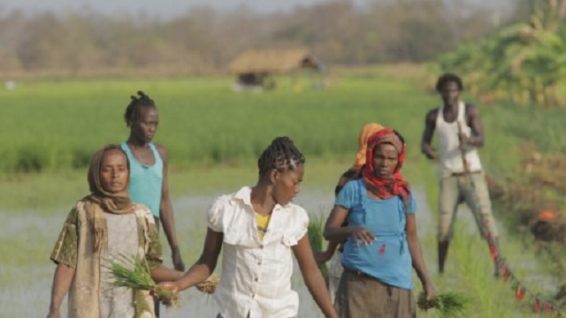 Rice Farmers in Ethiopia